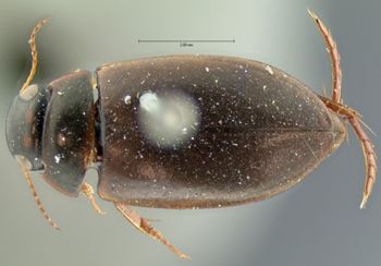 Media type: image;   Entomology 33415 Aspect: habitus dorsal view